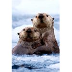 Otter Spirit