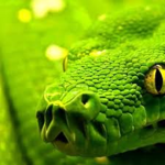 Snake are awesome