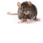 Rat Club! ;D