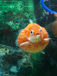 Fishy’s Development