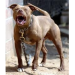 Pit bull group