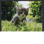 Preppy Group kitten