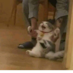 Ola Niño :D