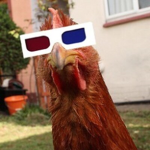 Chicken gang67