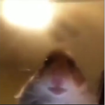 hamster_cult_official