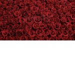 The_realrose