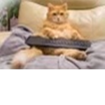 Cats_Dogs_ hamsters!
