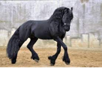 Friesian Club