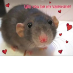 RatZZS