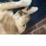 Gol den retriever
