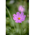 Flow like a flower