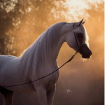 Arabian Horses