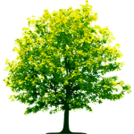 The Tree Kingdom!