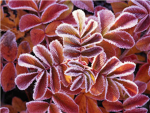 leafe