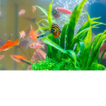 fishtank of fish