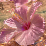 Humble flowers