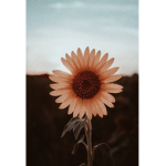 Aesthetic pink sunflower vibes