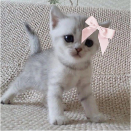 ૮꒰ ˶• ༝ •˶꒱ა 𐙚