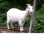 #SquadGoals & #GoatSquad