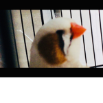 The Zebra Finch Squad