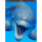 Dolphin dolphin :)