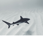 babysharkz