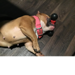 Doggy's cute