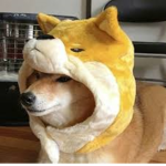Shiba Products