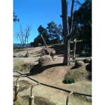 [PF] wildlife service