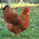chicken development source