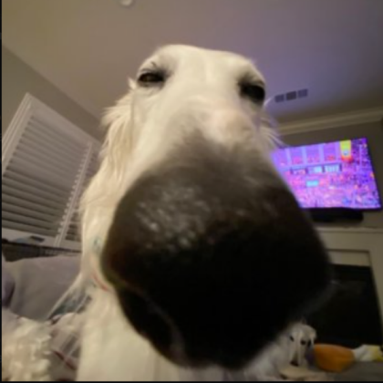 wat da dog doin Roblox decal