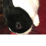 team rabbits foreverrrrrrrrrrr