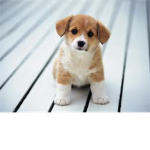 animals lovers groups