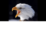 Eagles rules