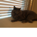 Fur ball