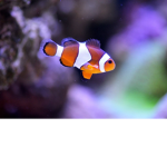 #The Fishes