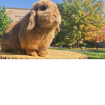 The United Bunnys