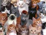 Cool kittens