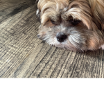 Sweet_PuppyLover3