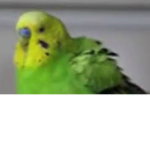 We luv Birdb