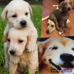 Puppy’s United!!!!!