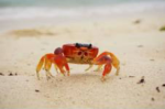 crabby pattie