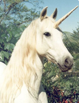 Sparkles of a unicorn