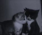 .the cat club.