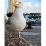Seagull and bagles<=