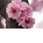 Blossom's Givaway!