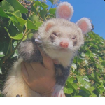 GoldenFerrets