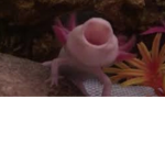 Axolotl Aquarium
