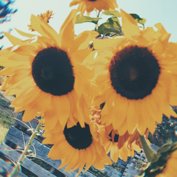 ʟɪᴋᴇ
