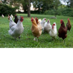 chickens le epic